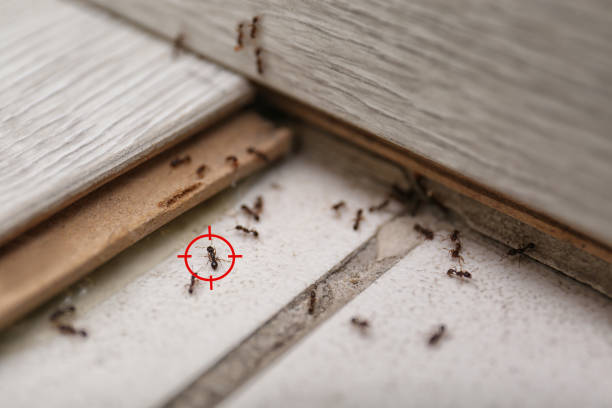 Best Ant Control Services  in Port Lavaca, TX