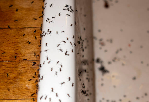 Pest Prevention Services in Port Lavaca, TX